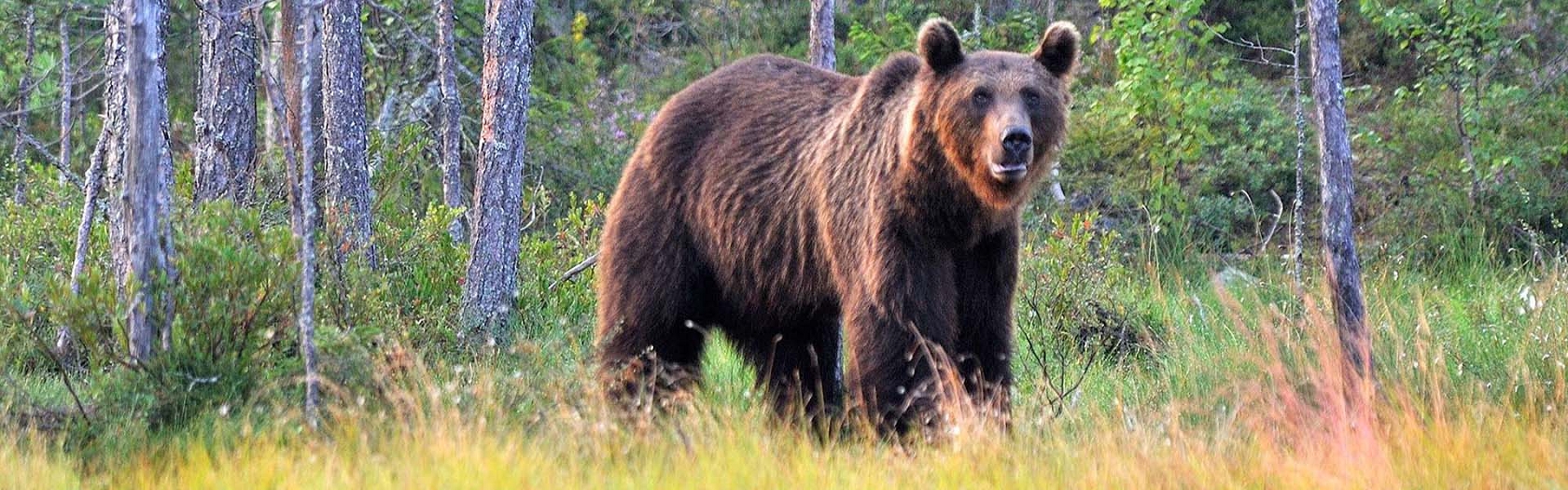 Safari di avvistamento in Finlandia - Osservazione degli orsi